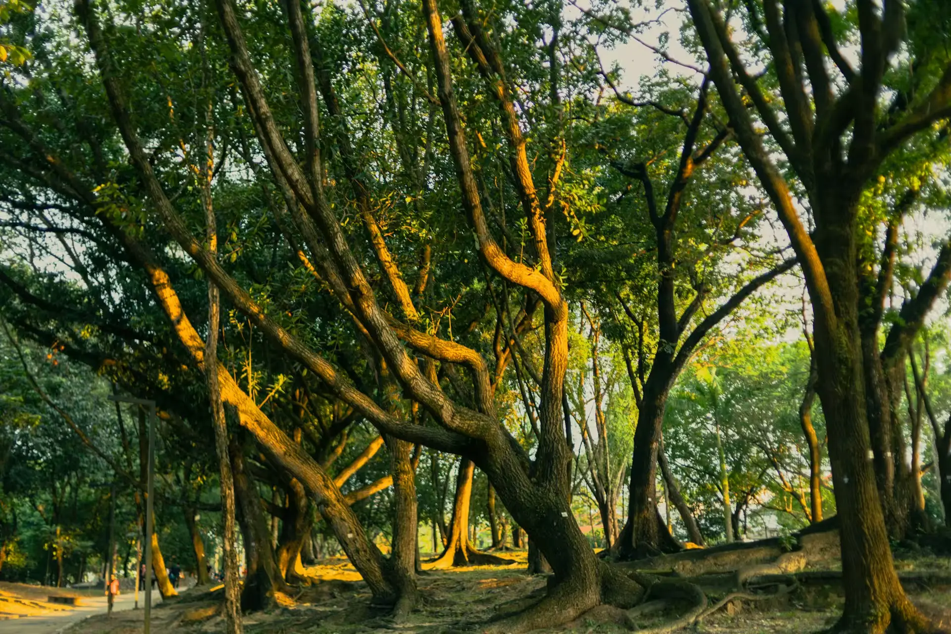 Forest Bathing, Chandigarh