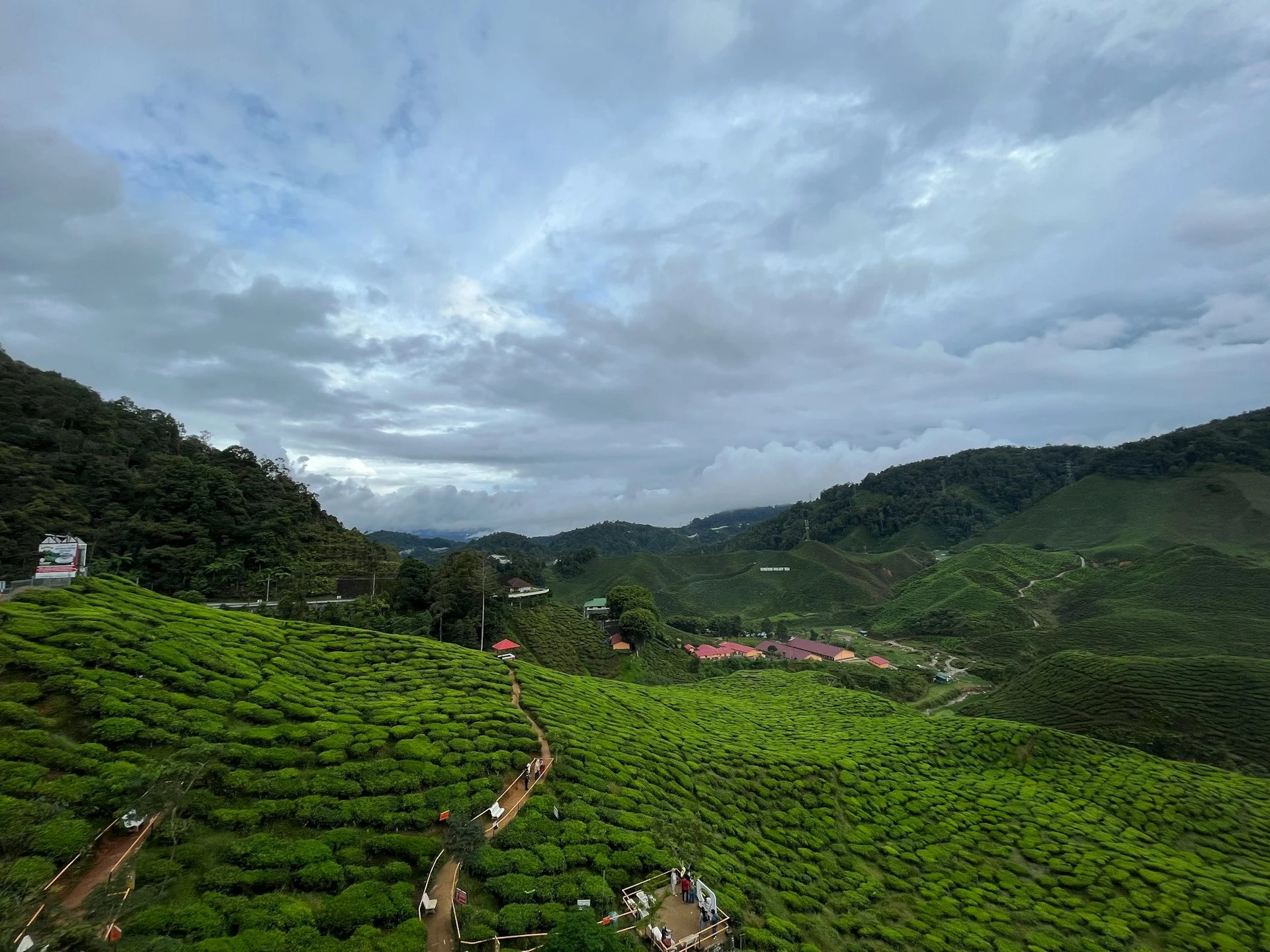tour of a tea estate