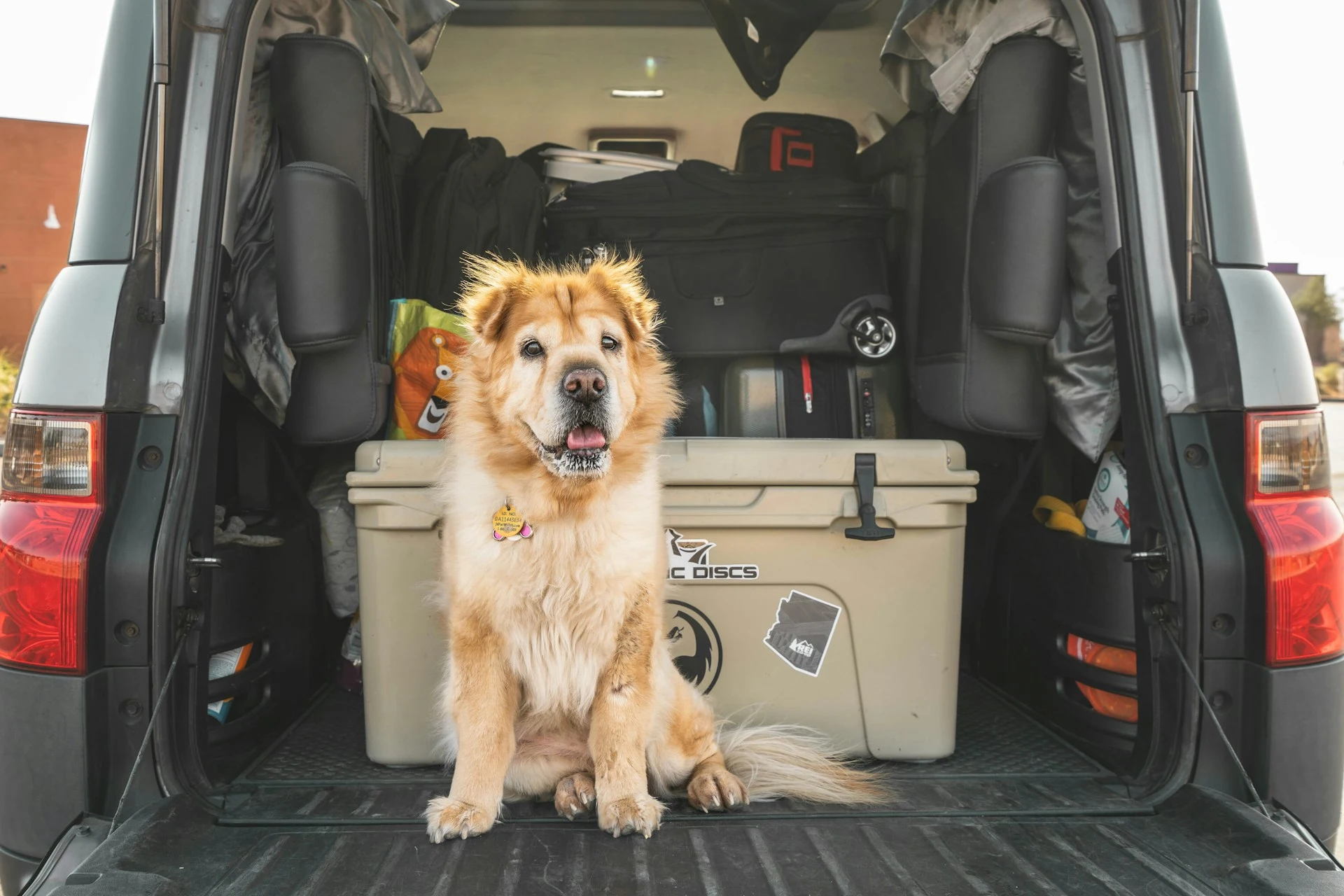 Pet-Friendly Travel