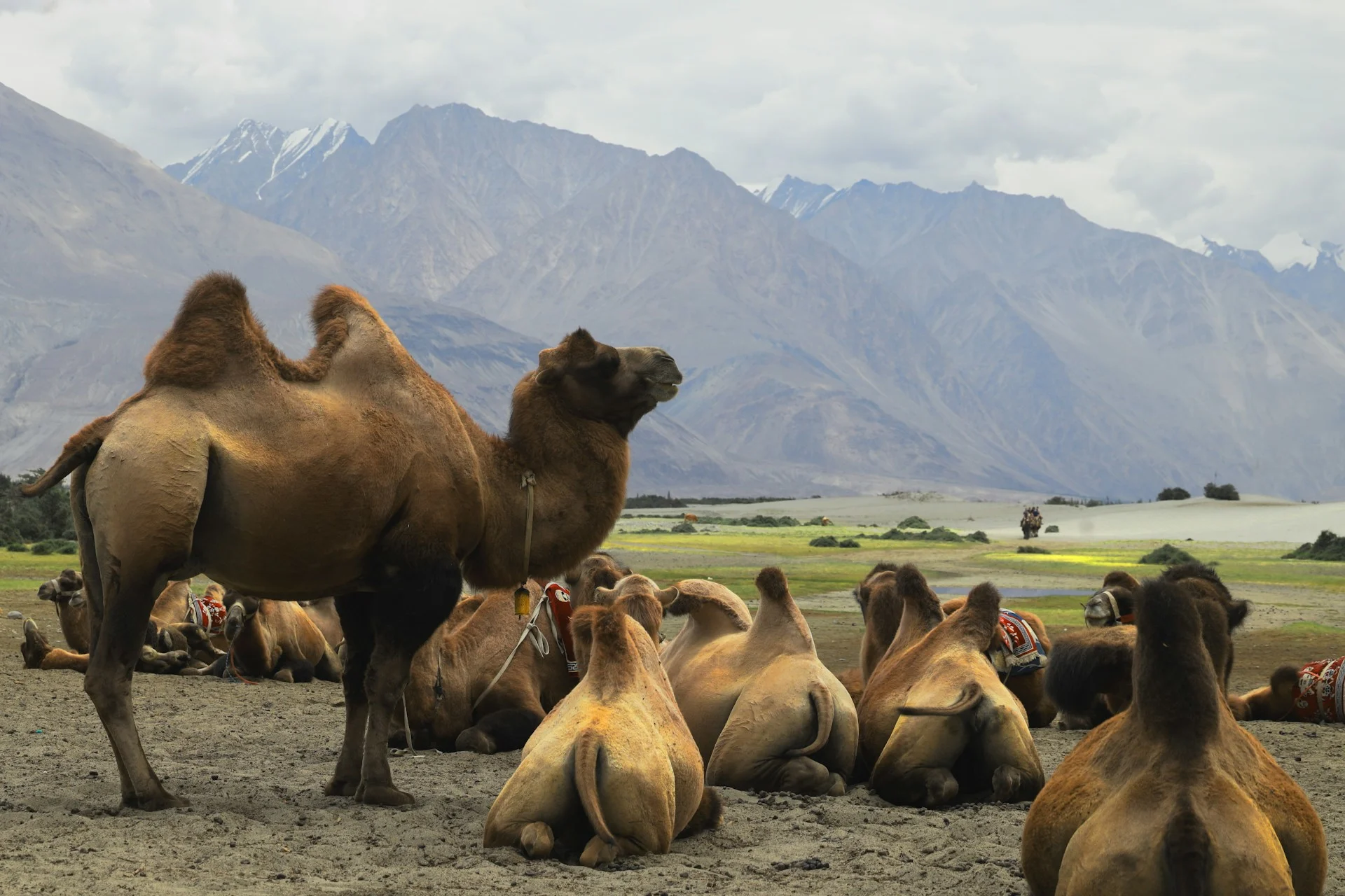 Nubra Valley