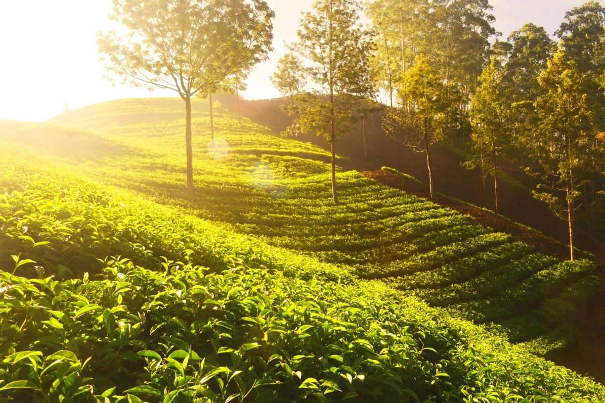 mountains of Kerala
