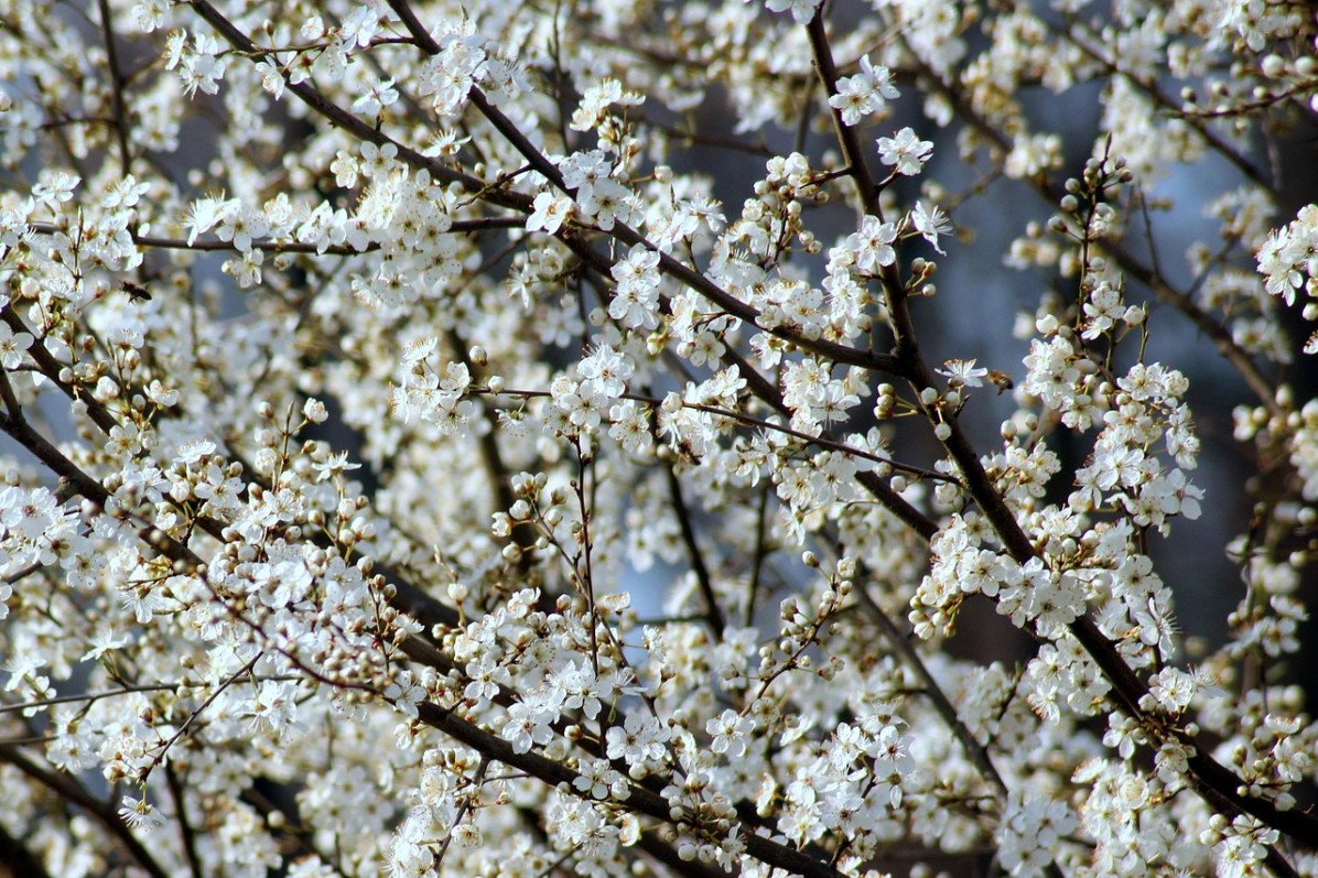 Flower Orchards in Manali