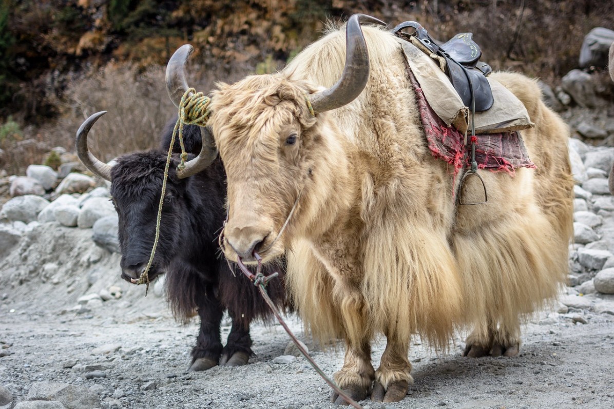 Animals seen in Manali
