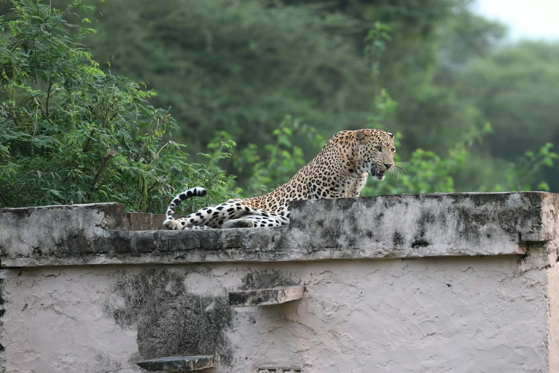 Jhalana Leopard Safari Park