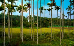 Wayanad, Kerala, India