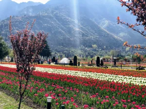 Indira Gandhi Memorial Tulip Garden, Jammu and Kashmir