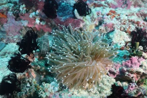 Preserving the Marine Ecosystem