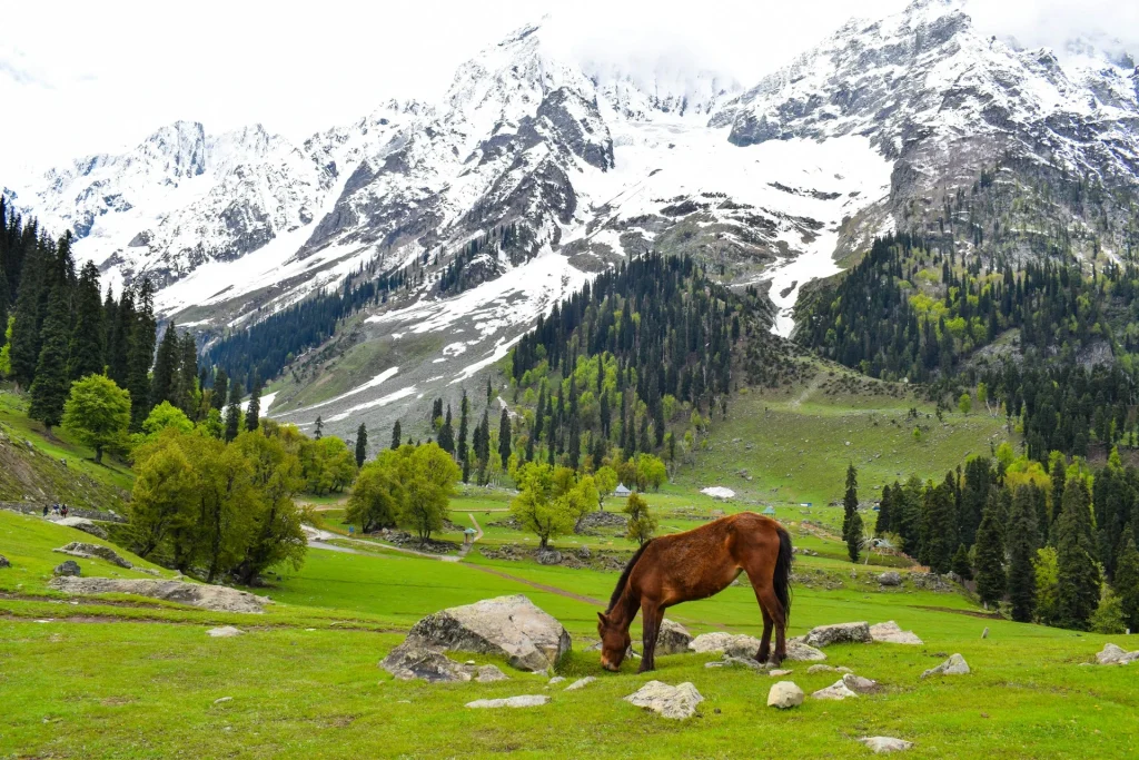 Thajiwas glacier, Sonmarg, Kashmir