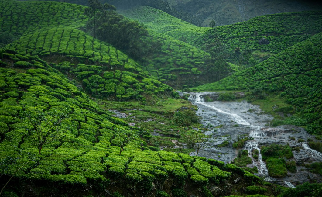 Rolling tea gardens and mist-covered hills of Munnar, Kerala’s scenic hill station.