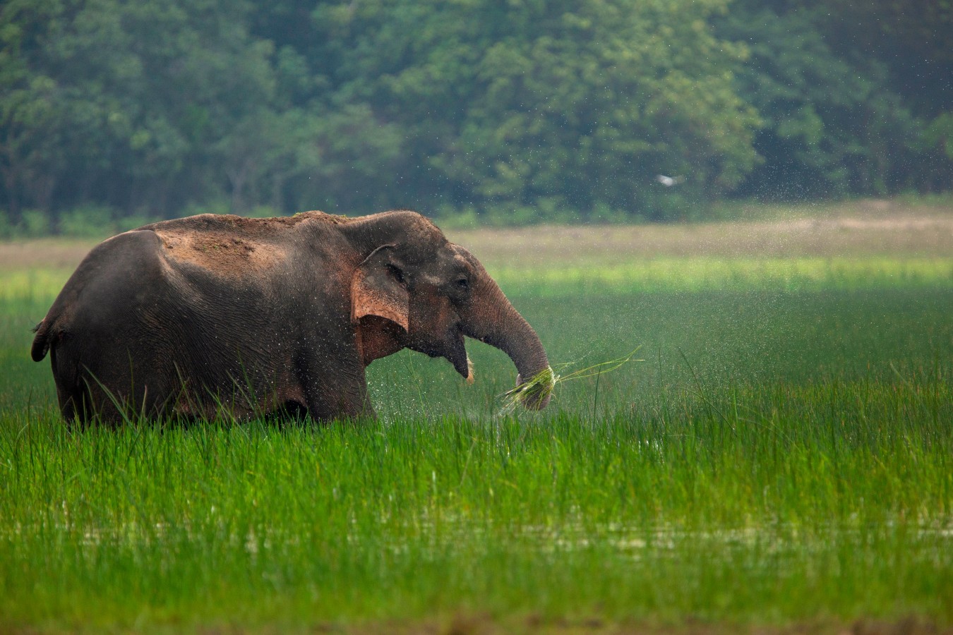 An elephant peacefully grazing in a lush green field in Chiang Rai, Thailand—representing ethical elephant tourism experiences.