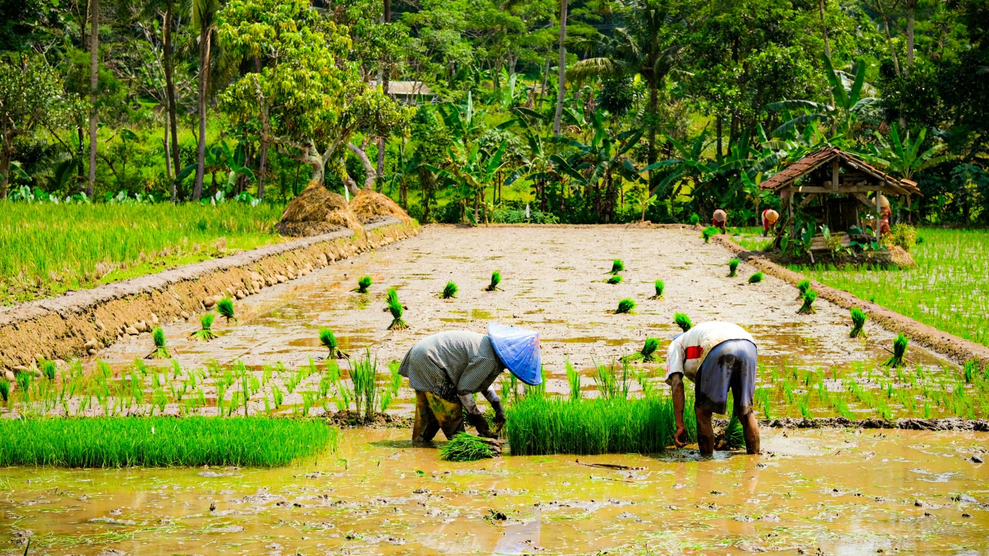 Farmers planting rice in lush green paddies, showcasing sustainable farming in Pai, Thailand.