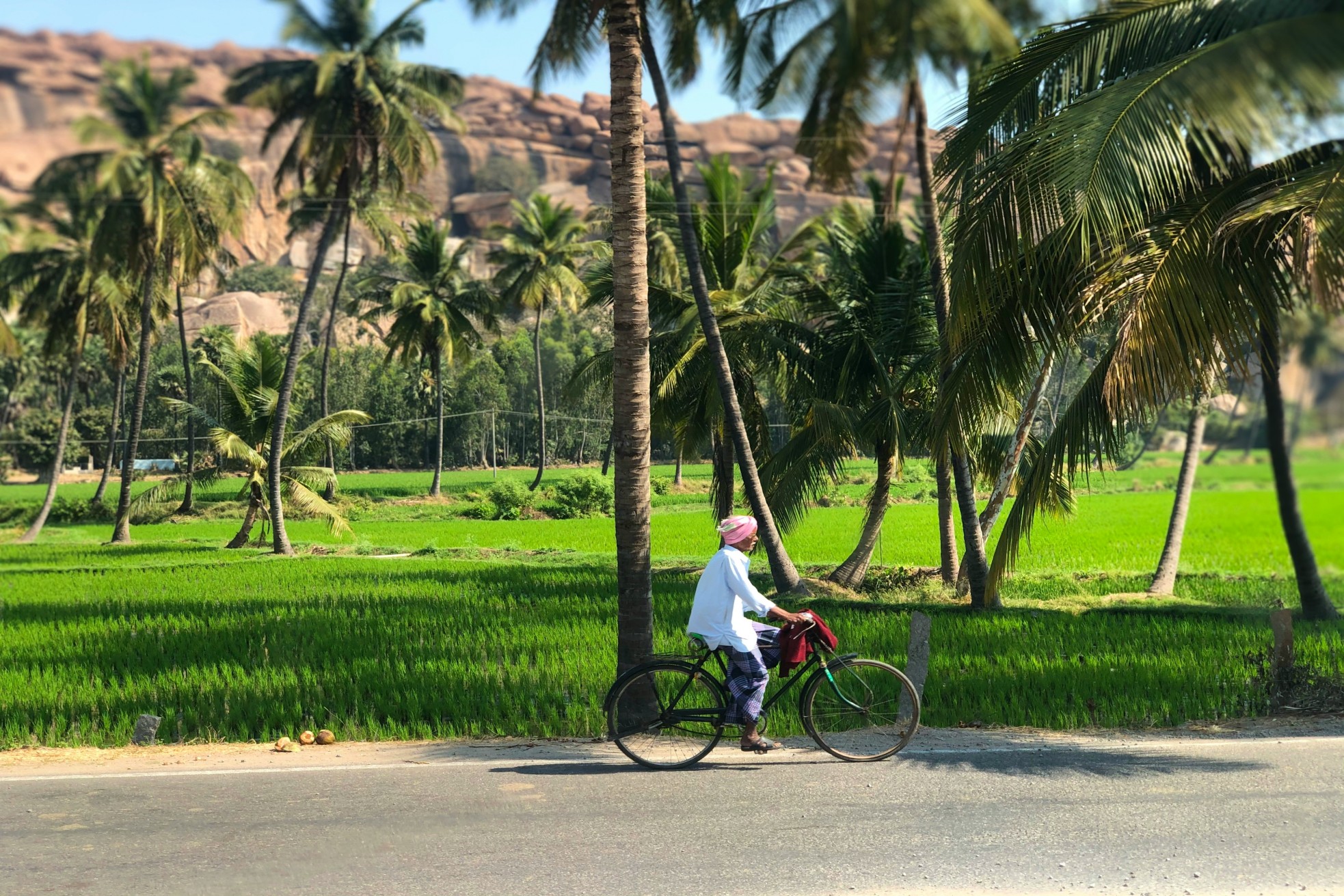 Man riding a bicycle on a rural road in Kerala, surrounded by lush green paddy fields and coconut trees.