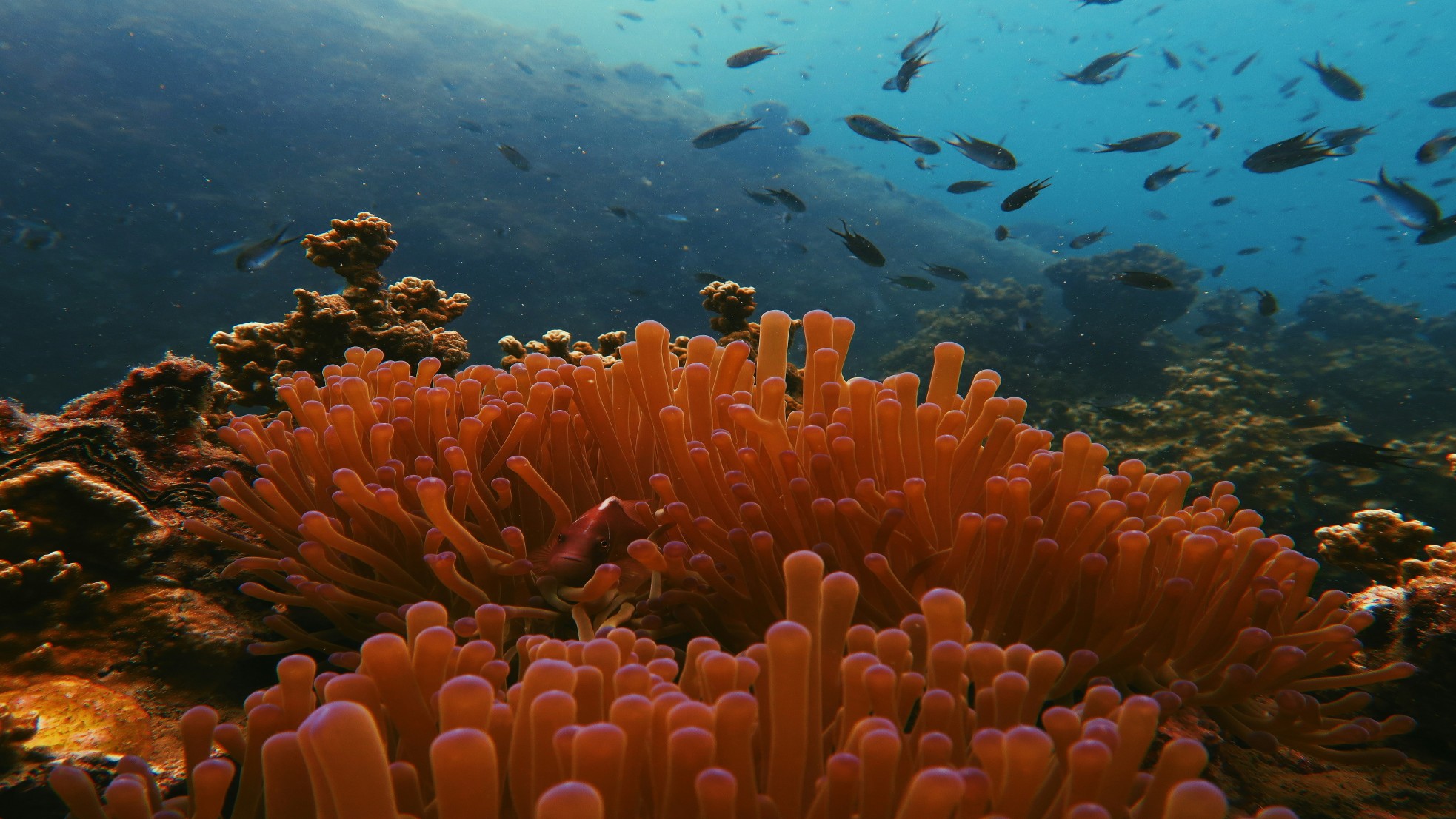 Coral reef with clownfish and tropical fish in Koh Tao, Thailand.