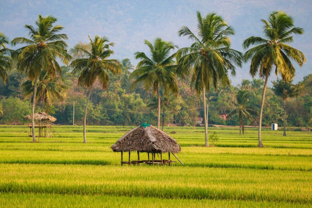 Thatched hut in the middle of lush green paddy fields surrounded by coconut trees in rural Kerala.