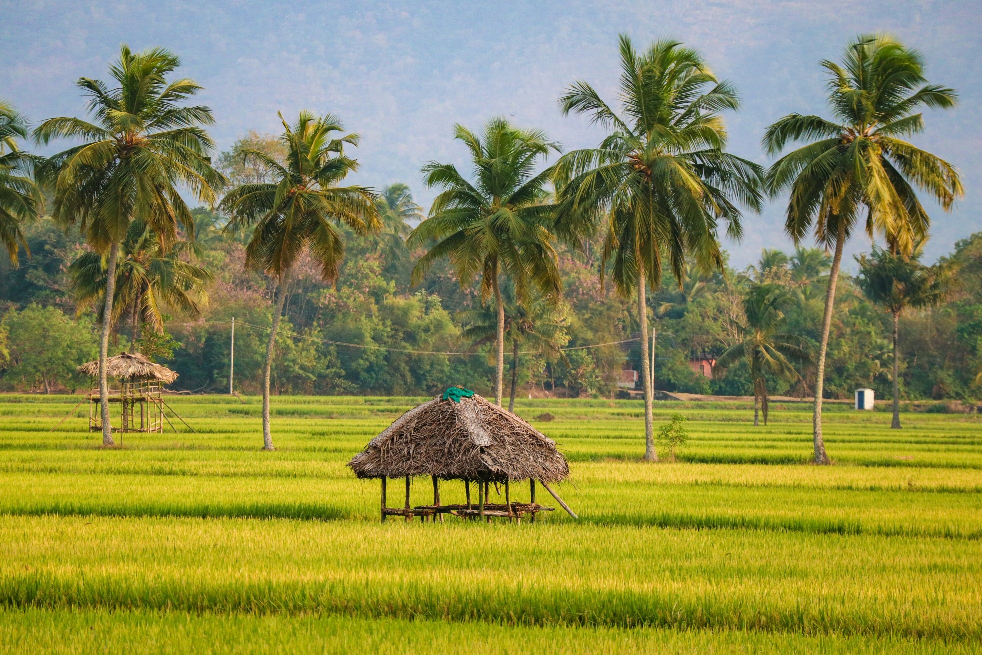 Thatched hut in the middle of lush green paddy fields surrounded by coconut trees in rural Kerala.