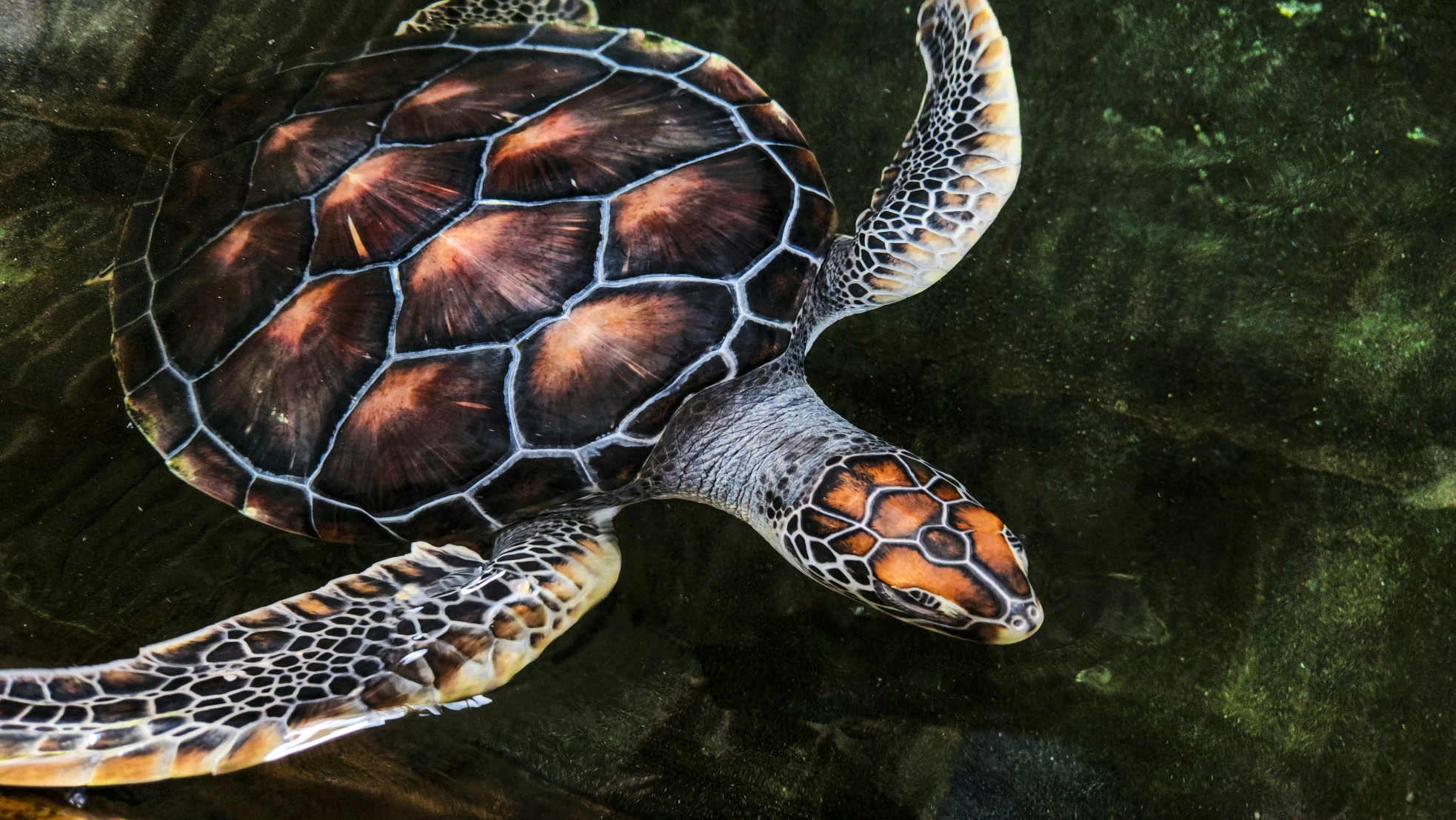 Sea turtle swimming in clear water, Phang Nga & Phuket conservation.