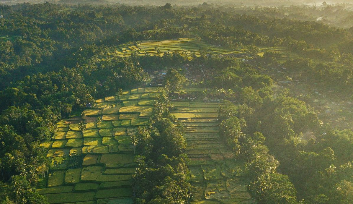Iconic Tegallalang Rice Terraces in Ubud, Bali, with lush green landscapes and traditional Balinese farming.