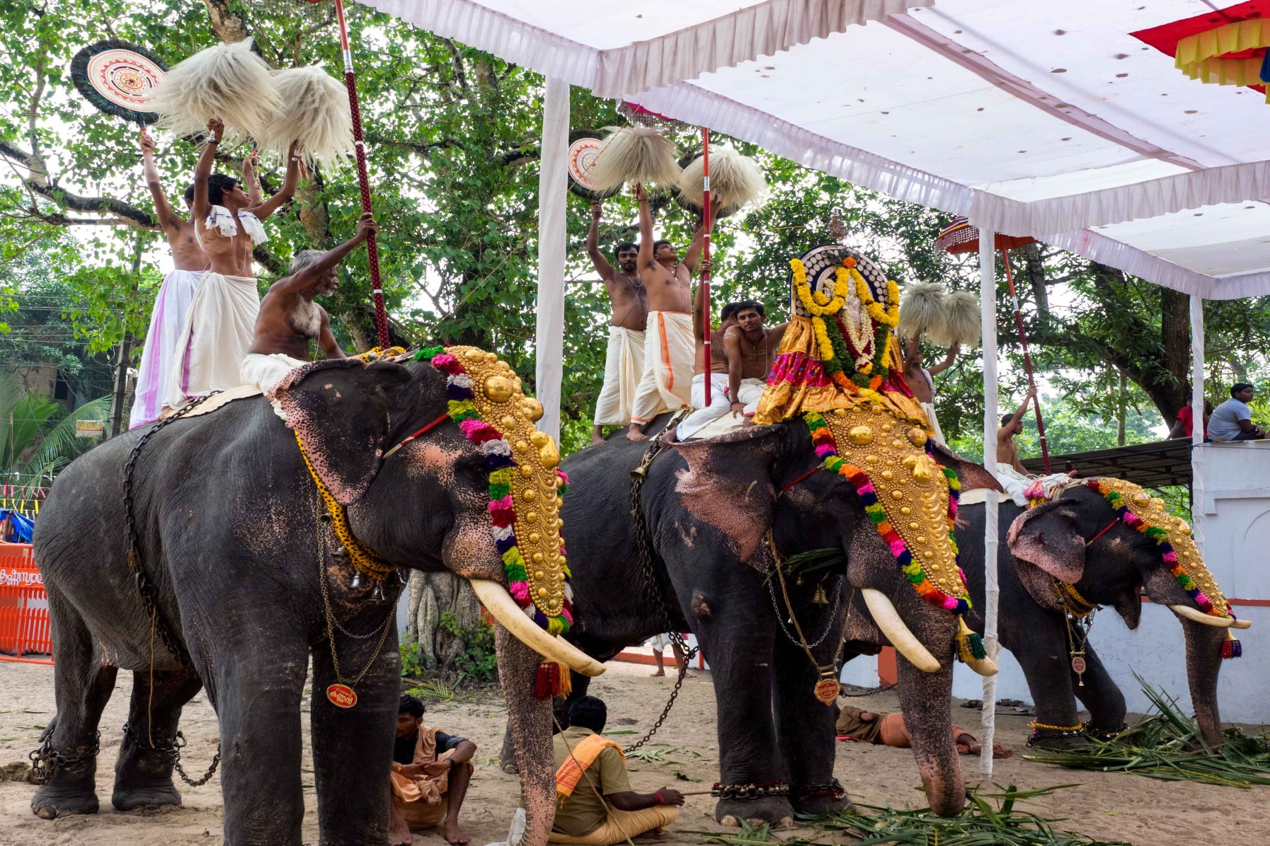 Elephant Festival of Kerala