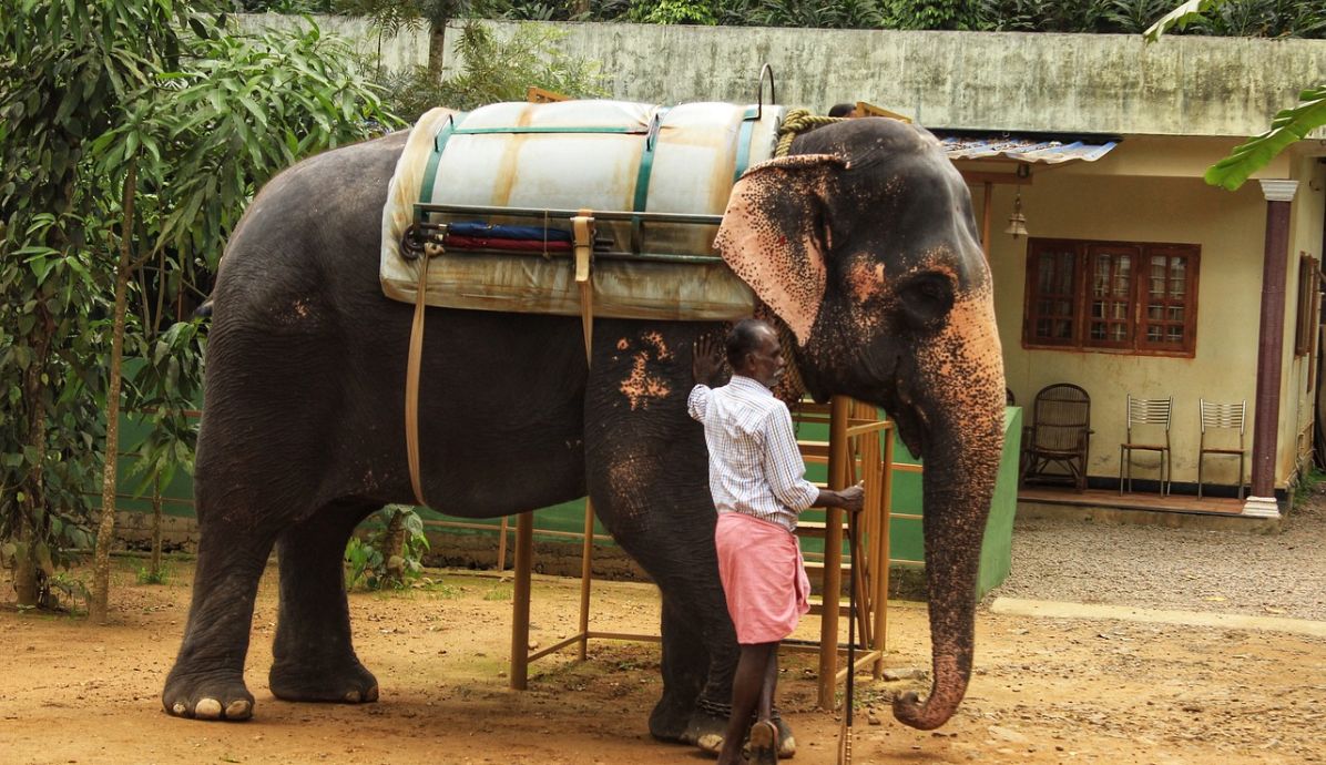 Kerala Village where an elephant is standing