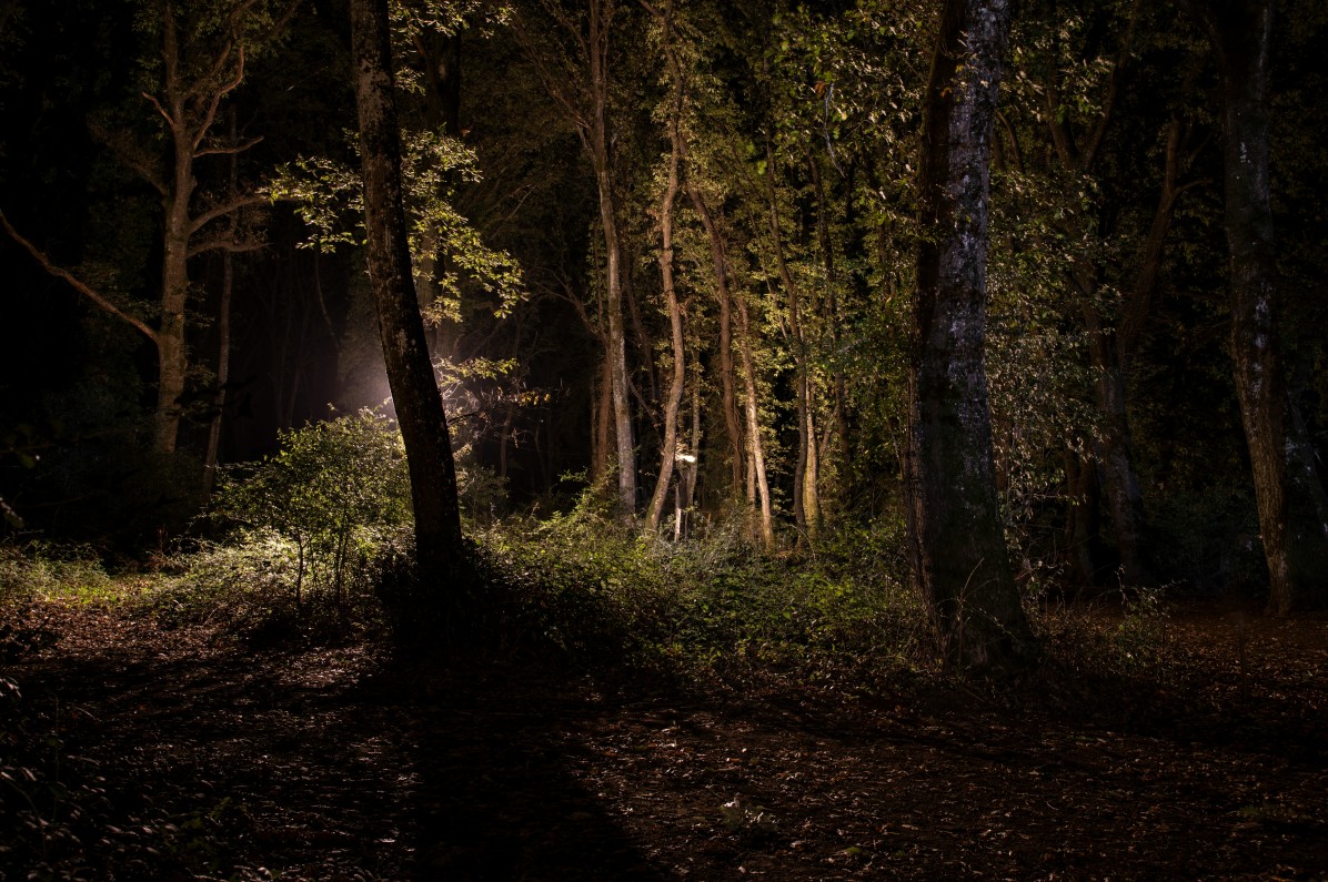 Haunted Forest