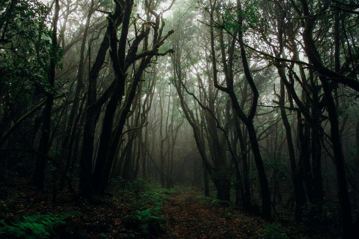 Dering Woods, Kent