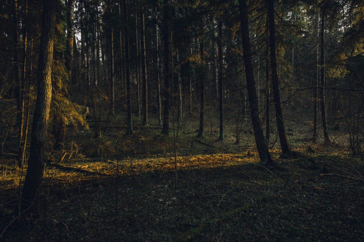 Hoia Baciu Forest, Romania