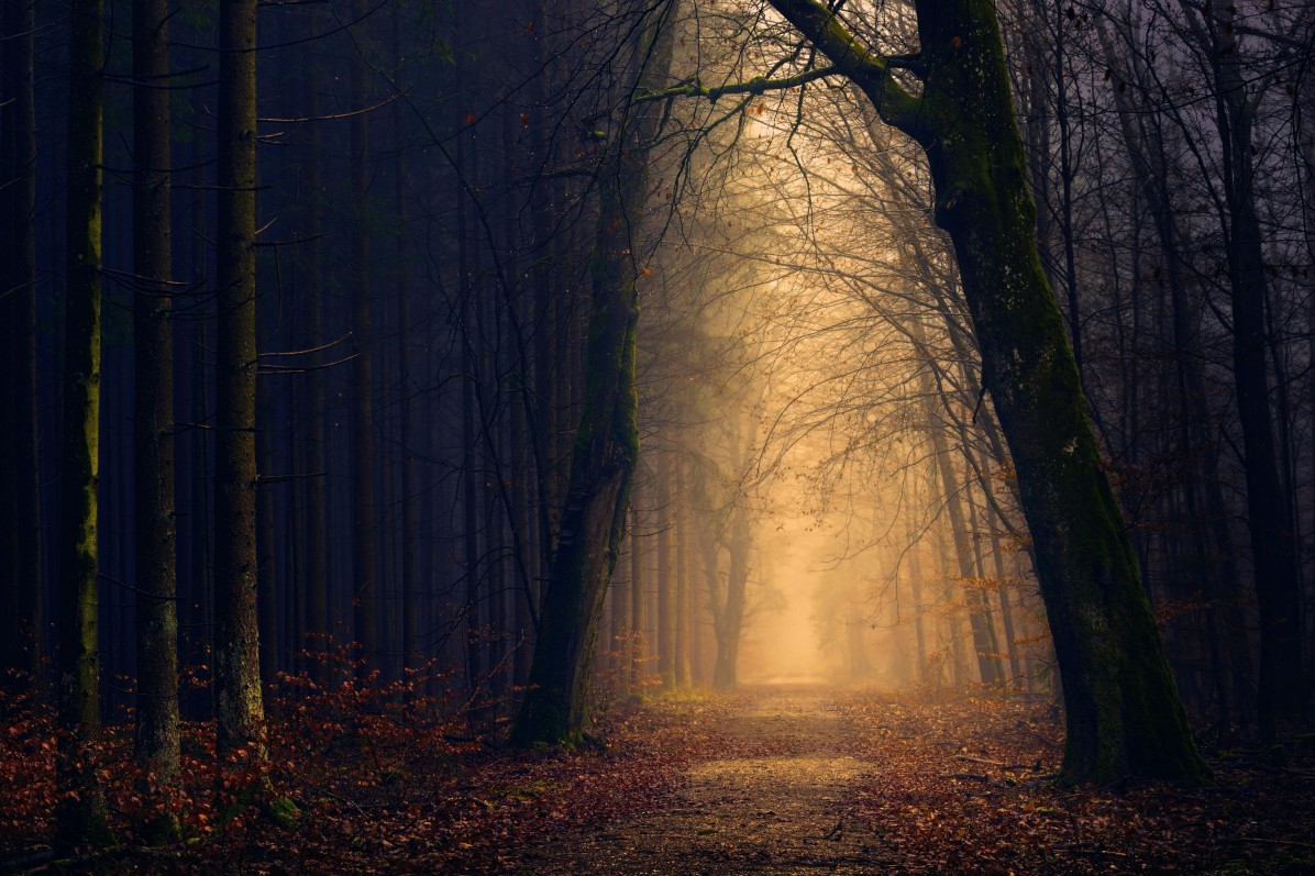 Haunted forest path