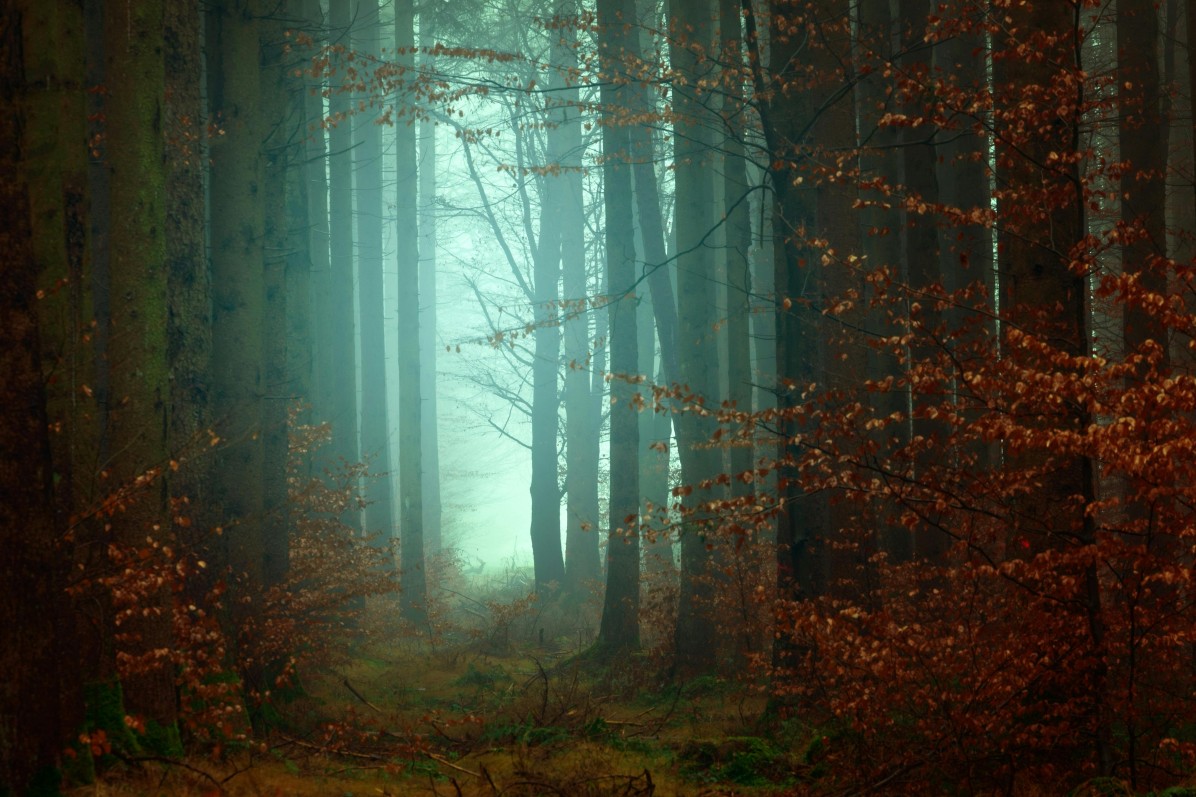 Aokigahara Forest, Japan