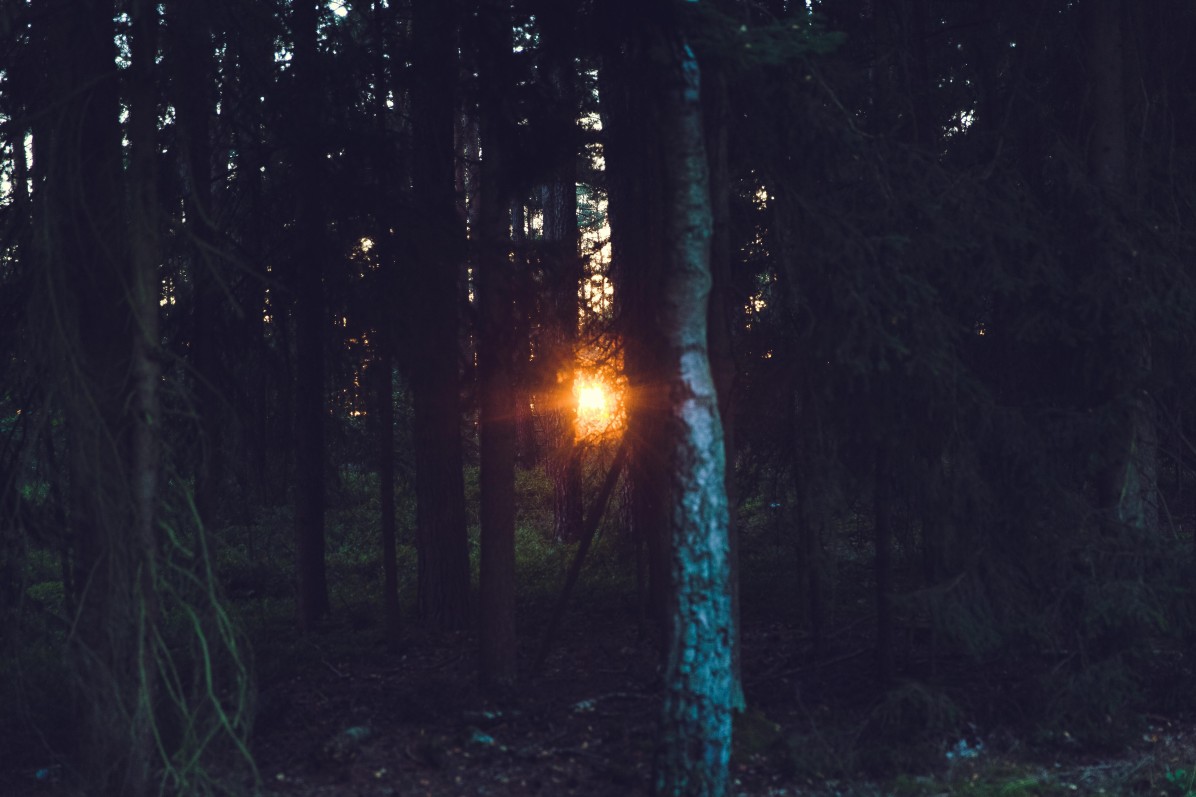 Wychwood Forest, Oxfordshire