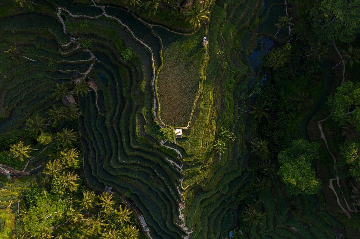 Bali Rice Terrace Bali