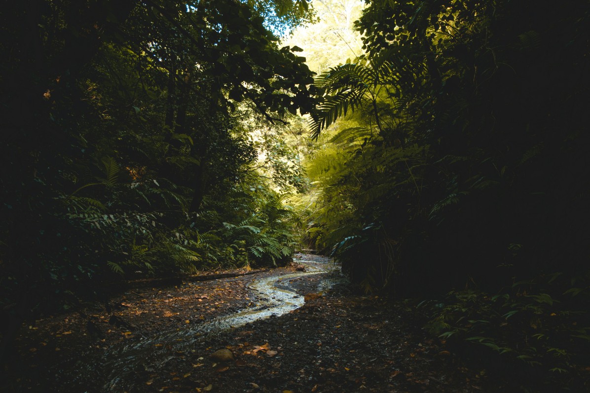 Freetown State Forest, Massachusetts