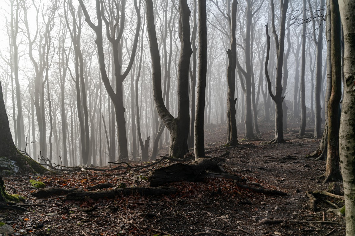 Dow Hill Forest, Kurseong