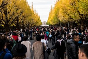 
Autumn in Tokyo, beautiful Ginkgo trees all around.