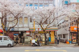 Japan cherry blossom view