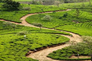 Tea Plantation at Nuwara Eliya
