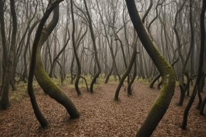 Hoia Baciu Forest
